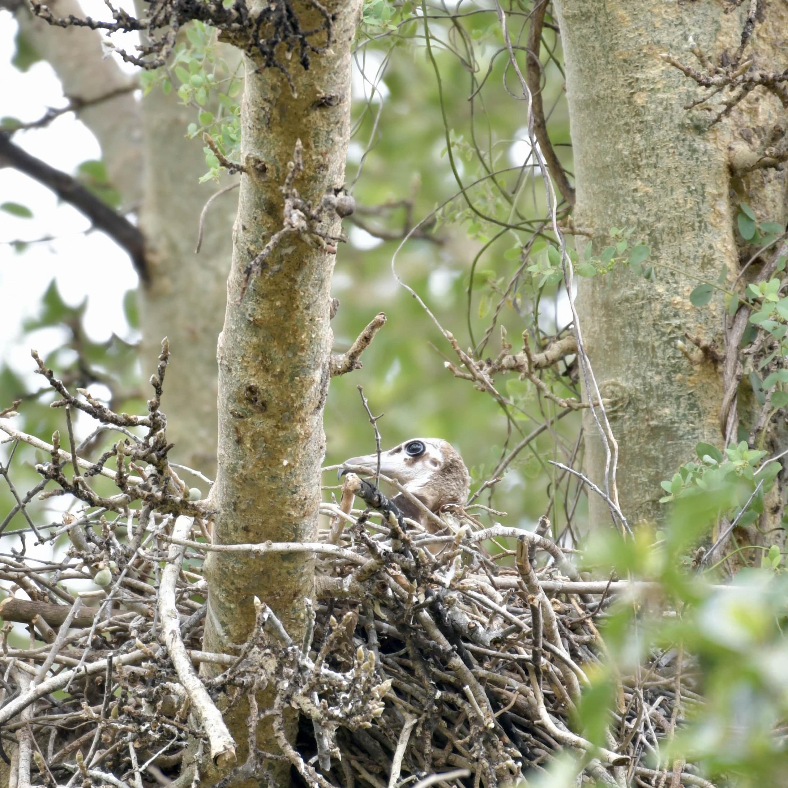 A Conservation Milestone for KwaZulu-Natal: First Hooded Vulture Nest Found in the province