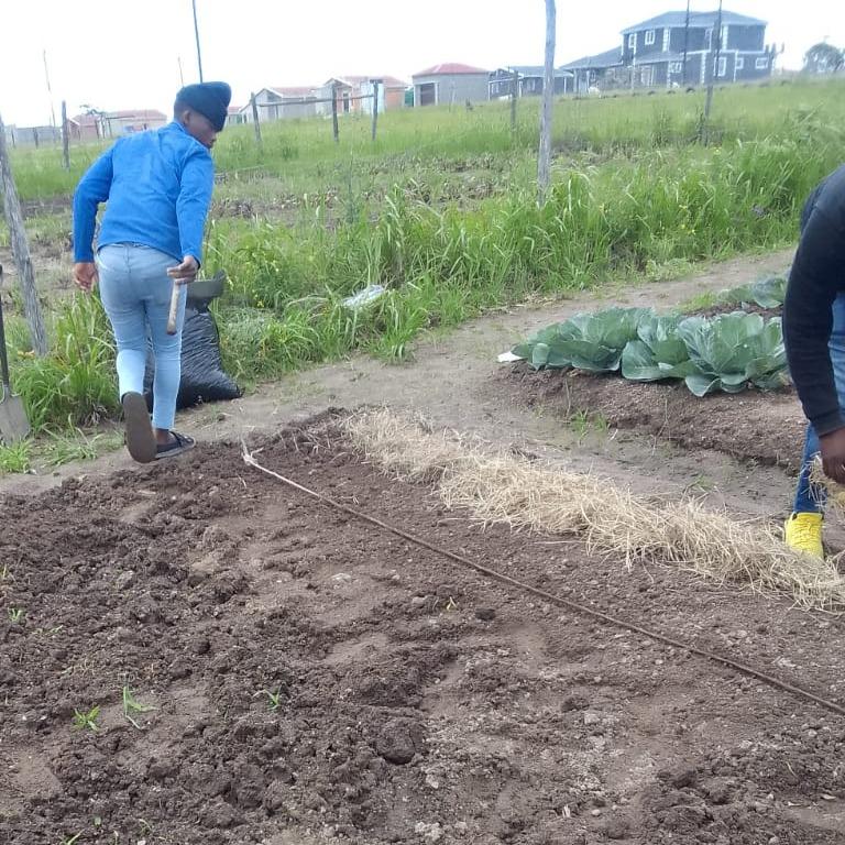 food gardening, promoting wellness