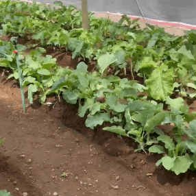 Corinthians NPO Launches Greenhouse Agriculture Project to Strengthen Economic Stability and Uplift
