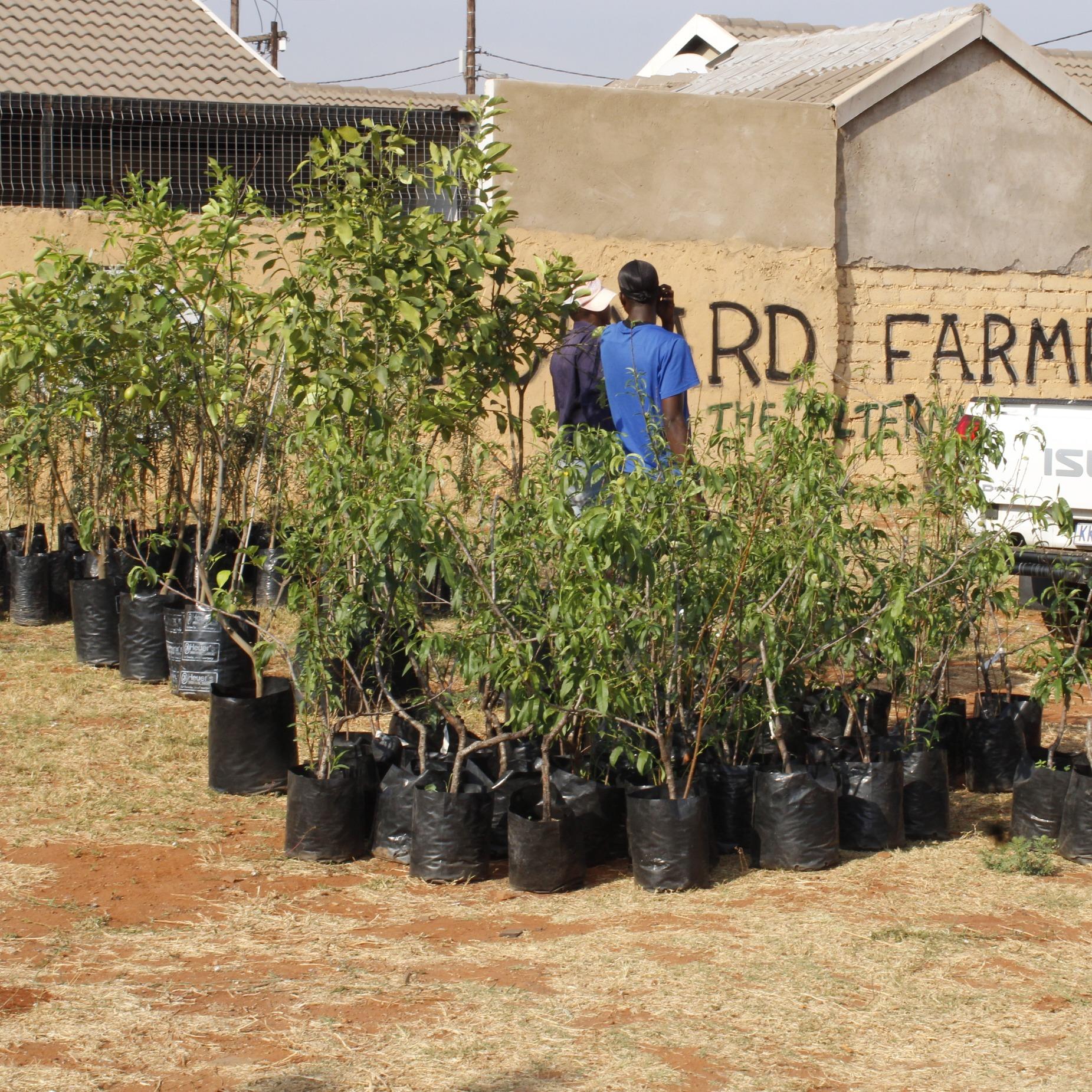 Community Greening Program