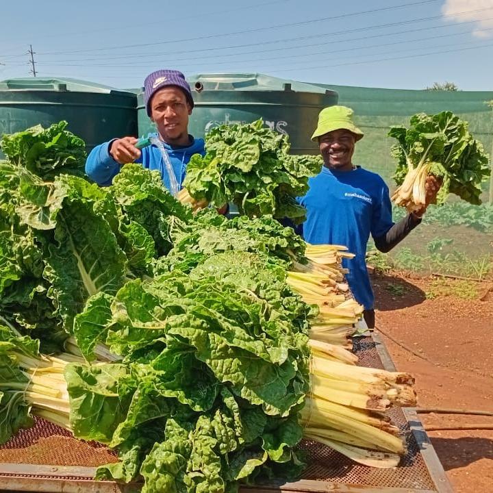 Our Beautiful Spinach