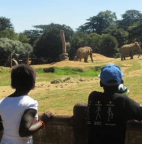 Zoo Outing