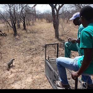 Mongoose Release