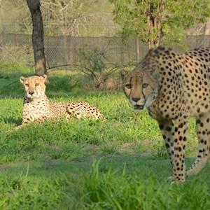 Two cheetahs in our Wildlife Orphanage!