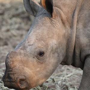 one of the calves , all wrinkly like little rhino should be !